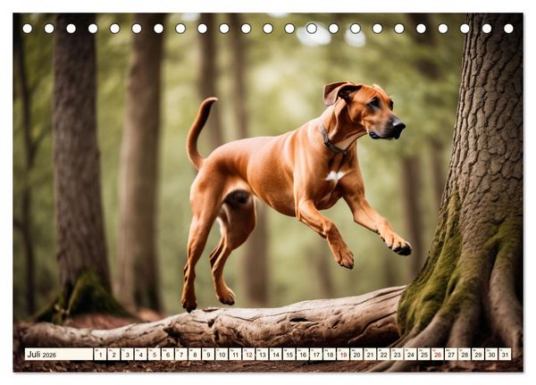 Produktbild: Rhodesian Ridgeback - Athlet mit R&uuml;ckenkamm (Tischkalender 2026 DIN A5 quer), CALVENDO Monatskalender