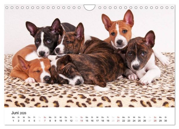Produktbild: Bezaubernde Basenji-Welpen (Wandkalender 2026 DIN A4 quer), CALVENDO Monatskalender