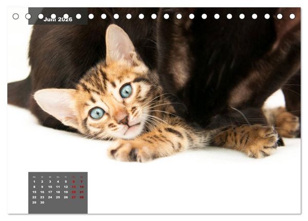 Produktbild: Bengal K&auml;tzchen (Tischkalender 2026 DIN A5 quer), CALVENDO Monatskalender