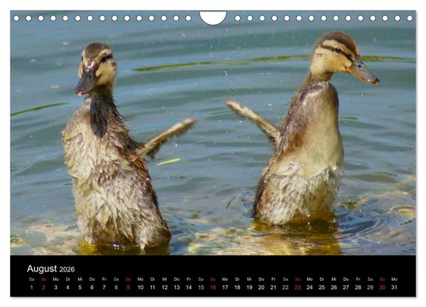 Produktbild: Die Kinderstube der Wasserv&ouml;gel (Wandkalender 2026 DIN A4 quer), CALVENDO Monatskalender