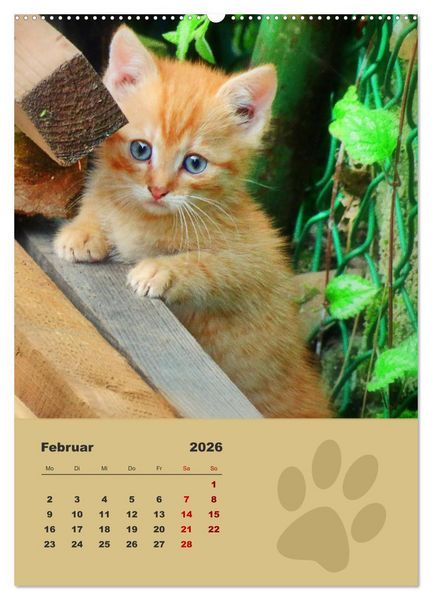 Produktbild: Wilde T&auml;tzchen, kleine wilde Katzen entdecken die Welt (Wandkalender 2026 DIN A2 hoch), CALVENDO Monatskalender