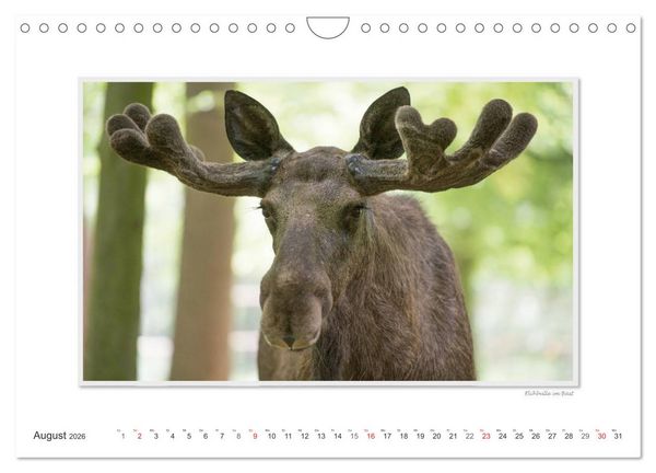 Produktbild: Emotionale Momente: Europ&auml;ischer Elch Part II (Wandkalender 2026 DIN A4 quer), CALVENDO Monatskalender
