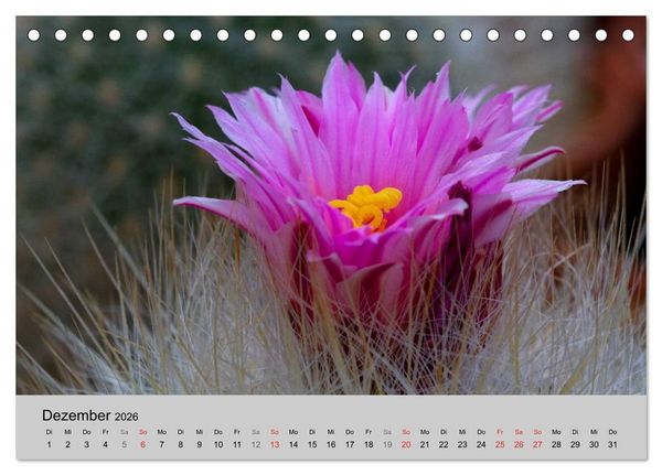 Produktbild: Bl&uuml;tensymphonie - Kakteen und Sukkulenten (Tischkalender 2026 DIN A5 quer), CALVENDO Monatskalender