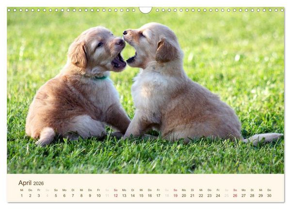 Produktbild: Hovawarte - einmal anders (Wandkalender 2026 DIN A3 quer), CALVENDO Monatskalender