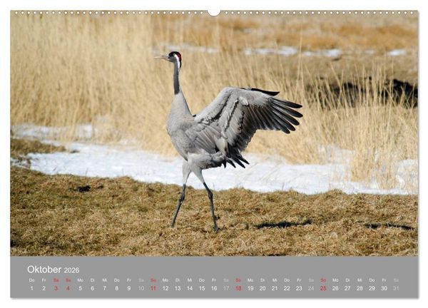 Produktbild: Kraniche in Vorpommern (hochwertiger Premium Wandkalender 2026 DIN A2 quer), Kunstdruck in Hochglanz