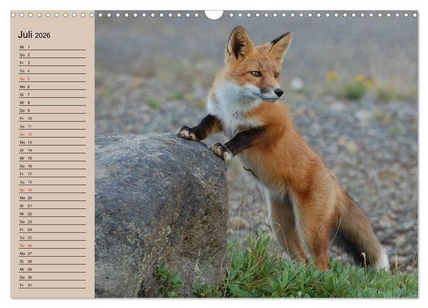 Produktbild: Der Fuchs. Bezaubernder Geselle (Wandkalender 2026 DIN A3 quer), CALVENDO Monatskalender