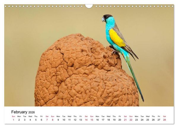 Produktbild: Australian Parrots (Wall Calendar 2026 DIN A3 landscape), CALVENDO 12 Month Wall Calendar