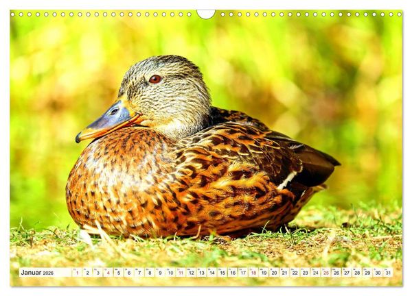 Produktbild: Enten. Bezaubernde und beliebte Schwimmer (Wandkalender 2026 DIN A3 quer), CALVENDO Monatskalender