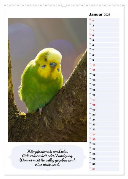 Produktbild: Niedliche Wellensittiche (Wandkalender 2026 DIN A2 hoch), CALVENDO Monatskalender