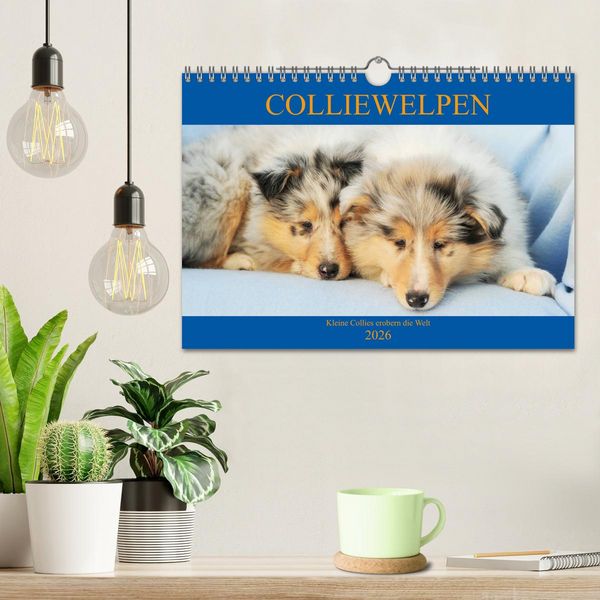 Produktbild: Colliewelpen - kleine Collies erobern die Welt (Wandkalender 2026 DIN A4 quer), CALVENDO Monatskalender