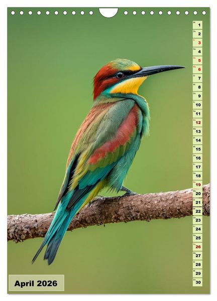 Produktbild: Die buntesten V&ouml;gel der Welt (Wandkalender 2026 DIN A4 hoch), CALVENDO Monatskalender