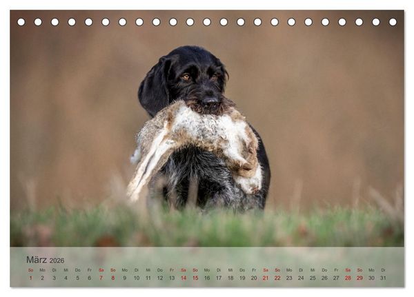 Produktbild: Treue Jagdgef&auml;hrten - Der Deutsch Drahthaar (Tischkalender 2026 DIN A5 quer), CALVENDO Monatskalender