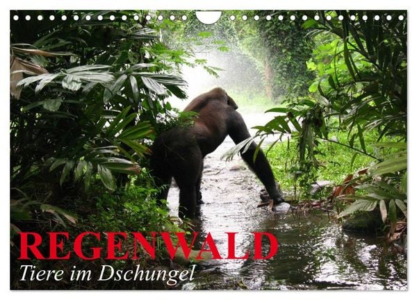 Produktbild: Regenwald &bull; Tiere im Dschungel (Wandkalender 2026 DIN A4 quer), CALVENDO Monatskalender