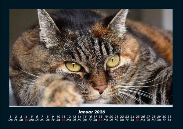 Produktbild: F&uuml;r Katzenfreunde 2026 Fotokalender DIN A4