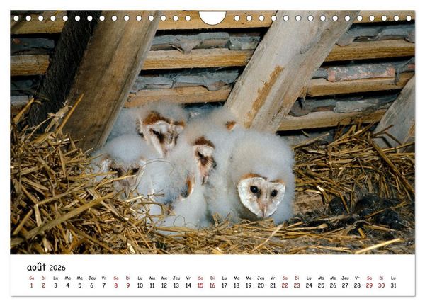 Produktbild: La vie des chouettes, les dames de la nuit (Calendrier mural 2026 DIN A4 vertical), CALVENDO calendrier mensuel