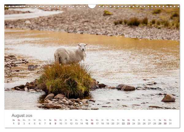 Produktbild: Schafe - Weich und wollig (Wandkalender 2026 DIN A3 quer), CALVENDO Monatskalender