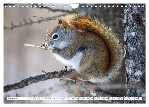 Produktbild: Eichh&ouml;rnchen - Kleine Tiere mit gro&szlig;em Charakter (Wandkalender 2027 DIN A4 quer), CALVENDO Monatskalender