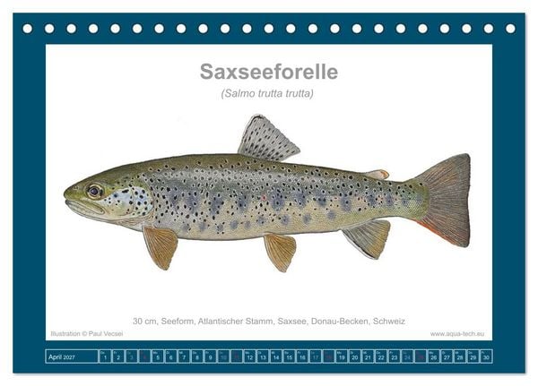 Produktbild: Fisch als Kunst 2027: Seeforellen (Tischkalender 2027 DIN A5 quer), CALVENDO Monatskalender