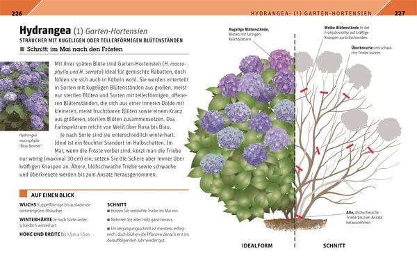 Produktbild: Gartenwissen Pflanzenschnitt