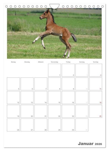Produktbild: Fohlen und Jungpferde (Wandkalender 2026 DIN A4 hoch), CALVENDO Monatskalender