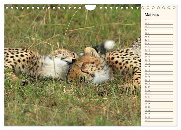 Produktbild: Geparden - Ein Leben in Afrika (Wandkalender 2026 DIN A4 quer), CALVENDO Monatskalender