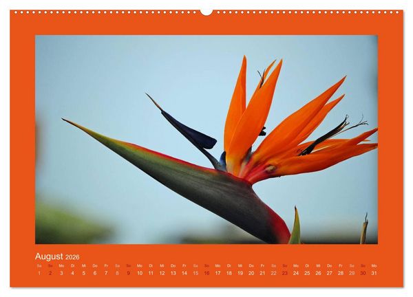 Produktbild: Aloha Bl&uuml;tenzauber aus Hawaii (hochwertiger Premium Wandkalender 2026 DIN A2 quer), Kunstdruck in Hochglanz