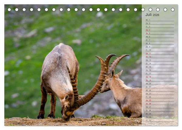 Produktbild: Bergk&ouml;nige - Steinb&ouml;cke im Blickpunkt der Naturforografie (Tischkalender 2026 DIN A5 quer), CALVENDO Monatskalender