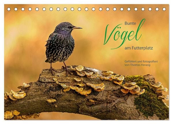 Produktbild: Bunte V&ouml;gel am Futterplatz (Tischkalender 2026 DIN A5 quer), CALVENDO Monatskalender