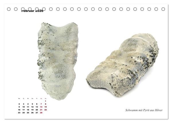 Produktbild: Fossilien - Ammoniten, Trilobiten, Erdgeschichte (Tischkalender 2026 DIN A5 quer), CALVENDO Monatskalender