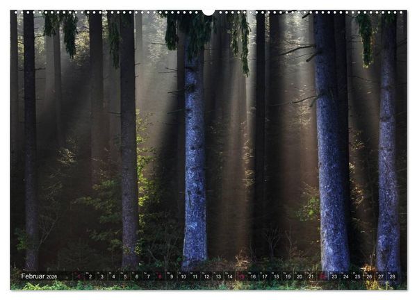 Produktbild: Erleuchtung im Wald (hochwertiger Premium Wandkalender 2026 DIN A2 quer), Kunstdruck in Hochglanz
