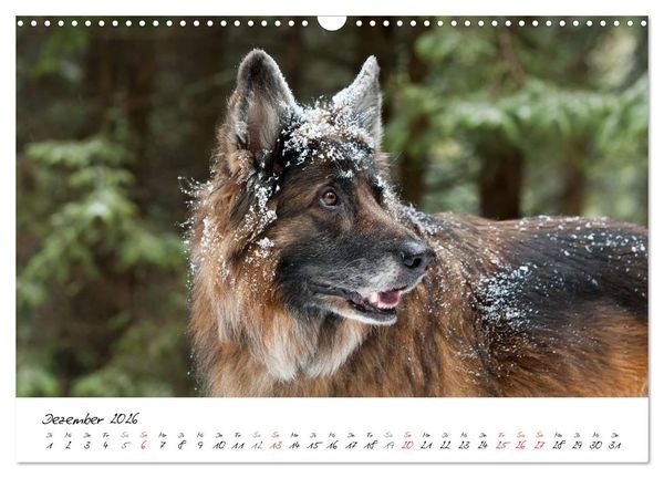 Produktbild: Zauberhafte Langhaar Sch&auml;ferhunde (Wandkalender 2026 DIN A3 quer), CALVENDO Monatskalender