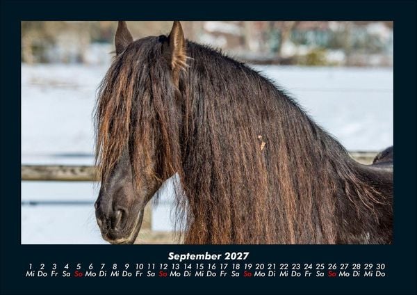 Produktbild: Pferde Kalender 2027 Fotokalender DIN A4