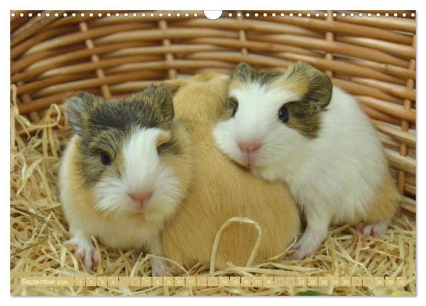 Produktbild: BABY Meerschweinchen Traumhaft s&uuml;&szlig; (Wandkalender 2026 DIN A3 quer), CALVENDO Monatskalender
