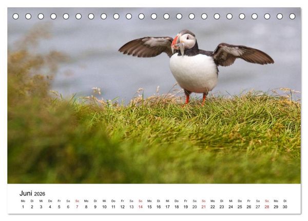 Produktbild: Papageitaucher: Puffin - Lundi - Fratercula arctica (Tischkalender 2026 DIN A5 quer), CALVENDO Monatskalender