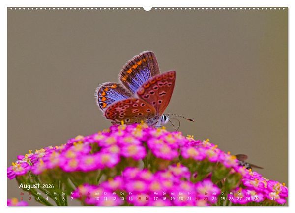 Produktbild: Tierische Untermieter (hochwertiger Premium Wandkalender 2026 DIN A2 quer), Kunstdruck in Hochglanz