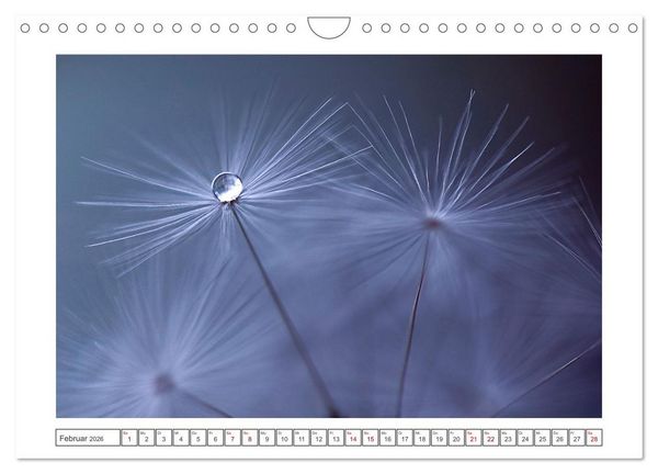 Produktbild: Zauberhafte Pusteblumen (Wandkalender 2026 DIN A4 quer), CALVENDO Monatskalender