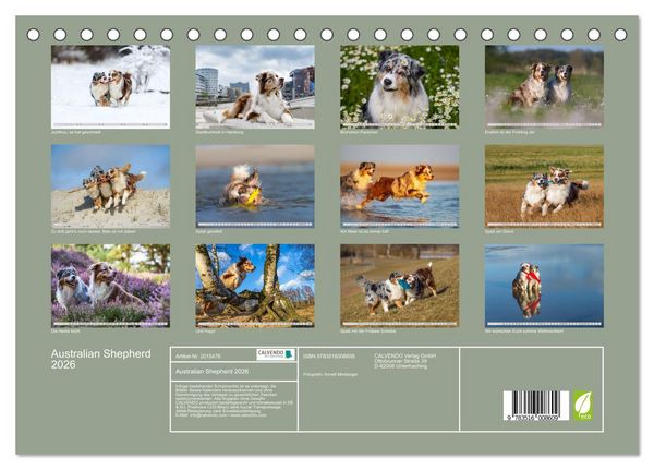 Produktbild: Australian Shepherd 2026 (Tischkalender 2026 DIN A5 quer), CALVENDO Monatskalender