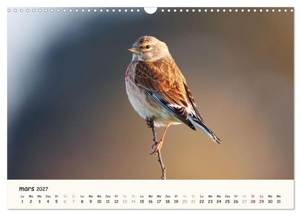 Produktbild: Les voisins du jardin - Une ann&eacute;e de rencontres (Calendrier mural 2027 DIN A3 vertical), CALVENDO calendrier mensuel