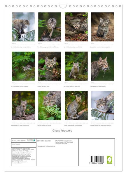 Produktbild: Chats forestiers (Calendrier mural 2026 DIN A3 horizontal), CALVENDO calendrier mensuel