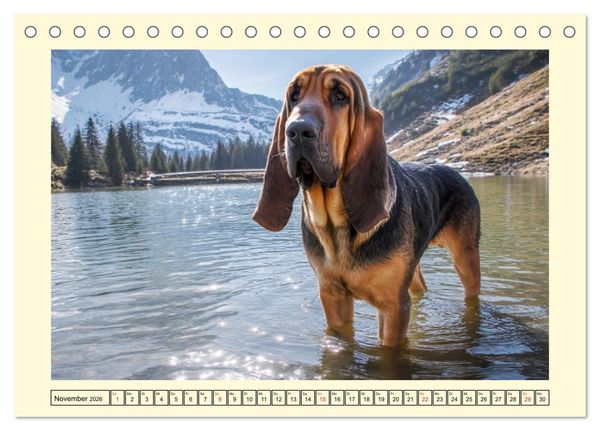 Produktbild: Bloodhound Momente. Zielstrebige Schn&uuml;ffler mit treuer Seele (Tischkalender 2026 DIN A5 quer), CALVENDO Monatskalender