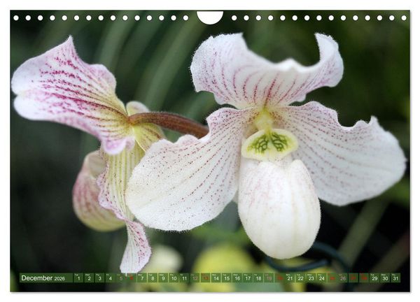 Produktbild: Orchid - A Flower Wonder (Wall Calendar 2026 DIN A4 landscape), CALVENDO 12 Month Wall Calendar