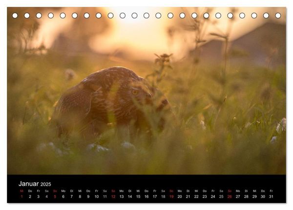 Falknerei Der Habicht (Tischkalender 2025 DIN A5 quer), CALVENDO Monatskalender