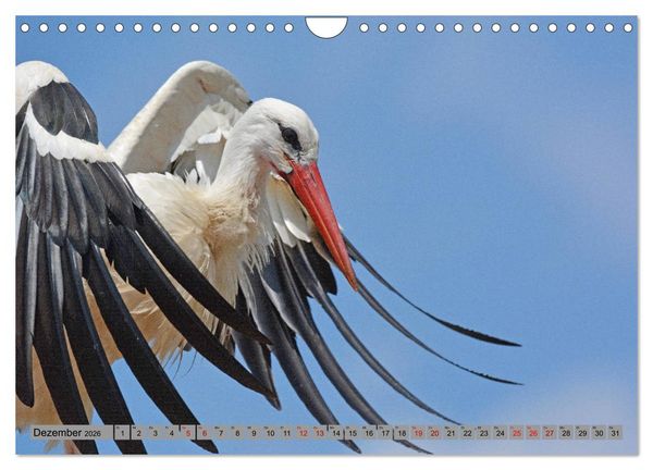 Produktbild: Zu Gast bei Familie Storch (Wandkalender 2026 DIN A4 quer), CALVENDO Monatskalender