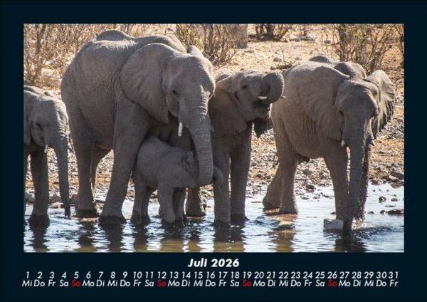 Produktbild: Der Elefantenkalender 2026 Fotokalender DIN A5