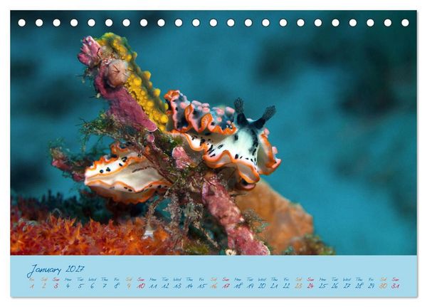 Produktbild: Sea Slugs - Little Wonders - Pure Beauties (Desk Calendar 2027 DIN A5 landscape), CALVENDO 12 Month DeskCalendar