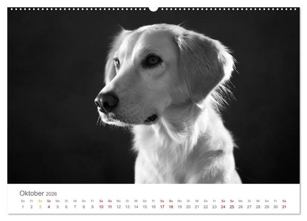 Produktbild: Hundeportraits Fine Art (Wandkalender 2026 DIN A2 quer), CALVENDO Monatskalender