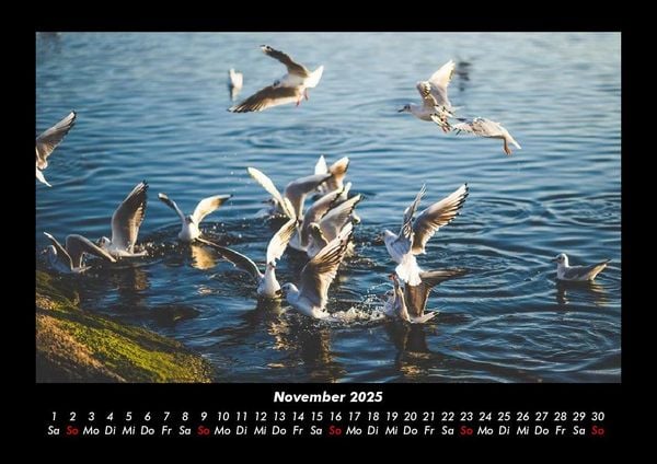 Produktbild: M&ouml;wen 2025 Fotokalender DIN A3