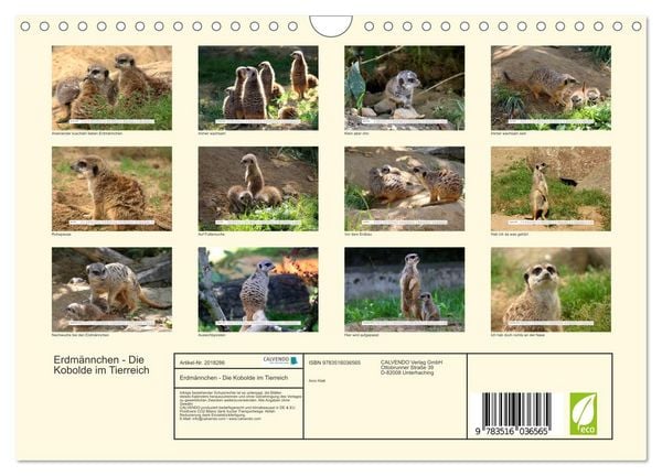 Produktbild: Erdm&auml;nnchen - Die Kobolde im Tierreich (Wandkalender 2026 DIN A4 quer), CALVENDO Monatskalender