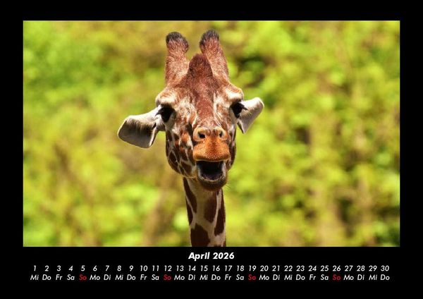 Produktbild: Giraffen 2026 Fotokalender DIN A3
