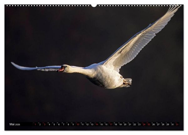 Produktbild: SCHW&Auml;NE. (Wandkalender 2026 DIN A2 quer), CALVENDO Monatskalender